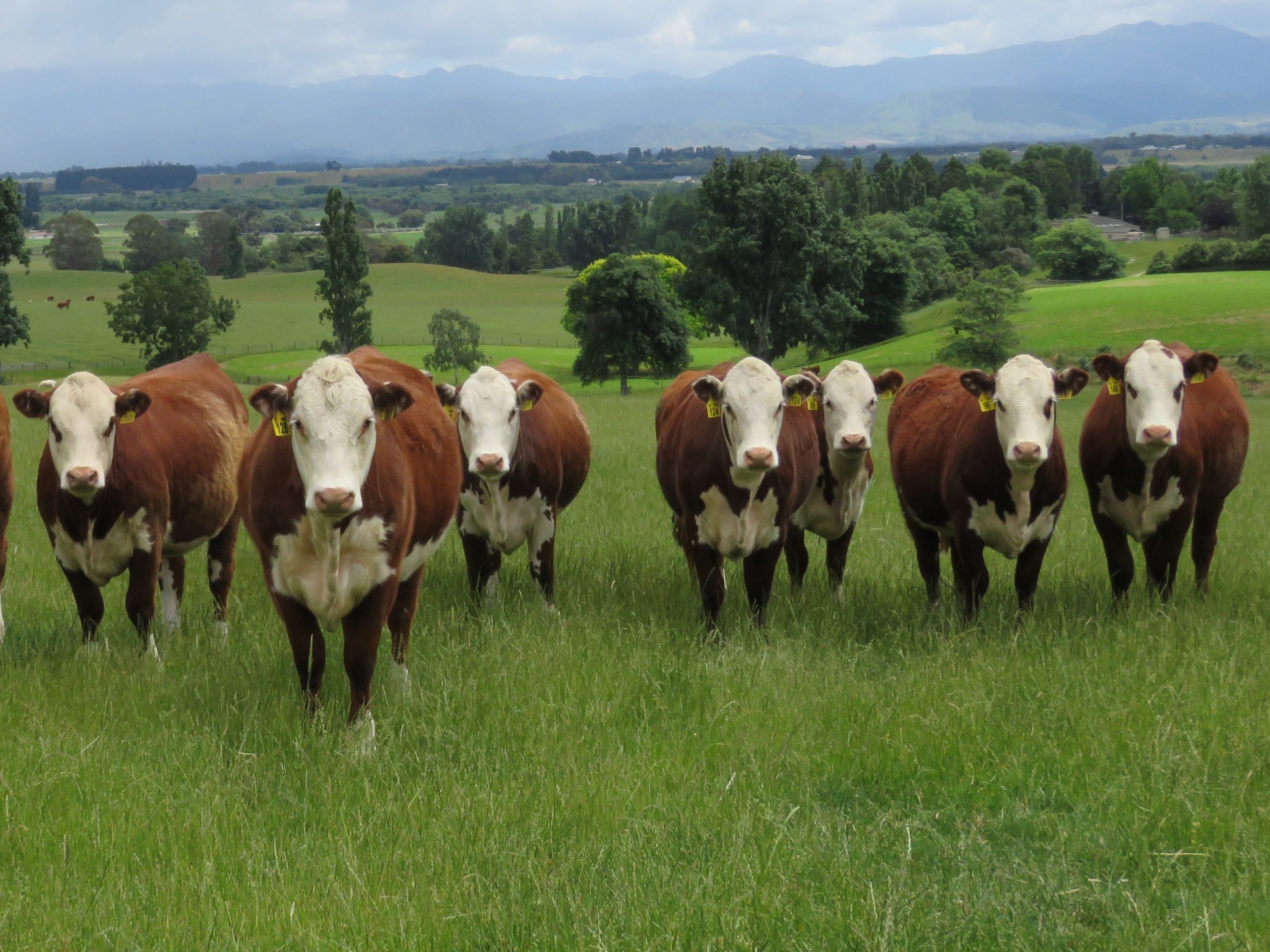 Is Herd Of Cattle A Collective Noun